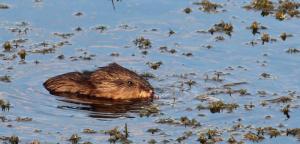 Competition entry: Dinner Time