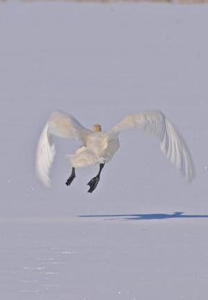 Competition entry: Stepping Out