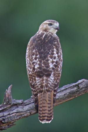 Competition entry: Red-tailed Hawk
