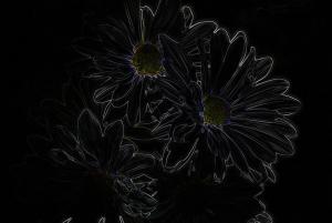 Competition entry: Daisies