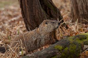 Competition entry: Bravado