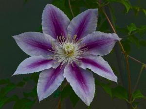 Competition entry: Bee's Jubilee