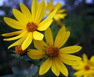 Competition entry: Woodland Sunflower