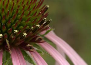 Competition entry: Pale Purple Coneflower