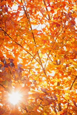 Competition entry: Fall Fire