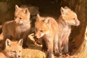 Competition entry: Fox Looking Out