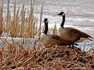 Competition entry: Thinking of Spring