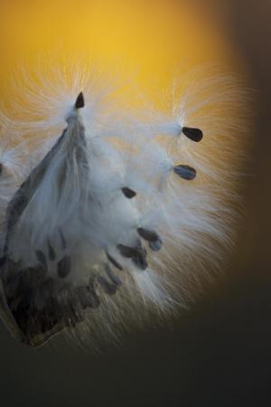 Competition entry: Gossiping Winds