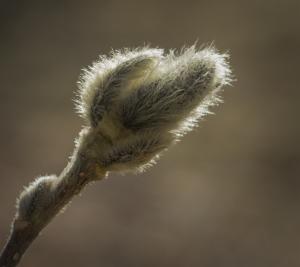 Competition entry: Spring