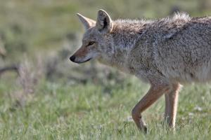 Competition entry: Watching And Waiting