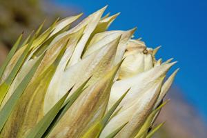 Competition entry: Desert Bloom