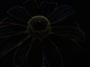 Competition entry: Wild Flower