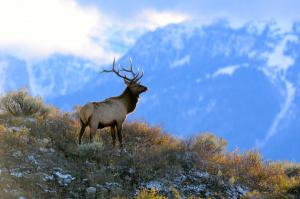 Competition entry: Out West