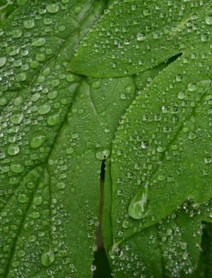 Competition entry: Wet Leaves #2