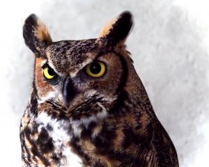 Competition entry: Here's Looking At You