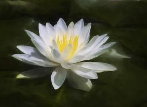 Competition entry: Water Lily