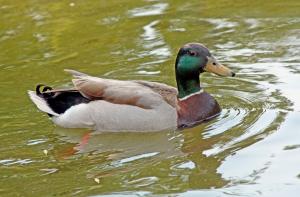 Competition entry: Mr. Mallard