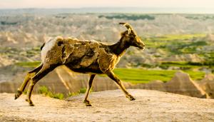 Competition entry: Evening Run