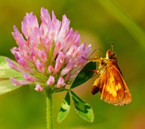 Competition entry: Mulberry Wing