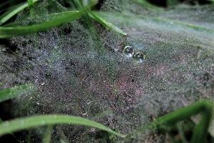 Competition entry: Dew You See What Eye See?