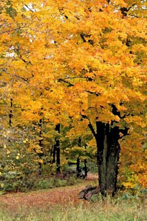 Competition entry: Autumn Watercolor