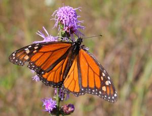 Competition entry: Wild Monarch