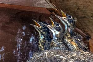 Competition entry: The Chirping Trio