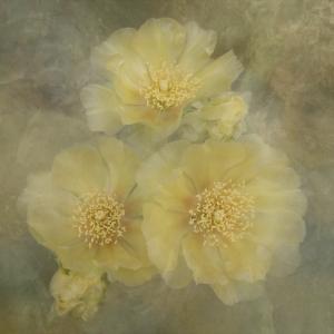 Competition entry: Pricky Pear Flowers