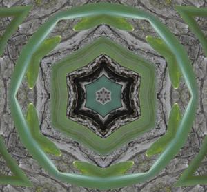 Competition entry: Daffodil