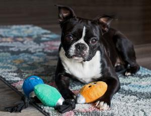 Competition entry: Ornaments...but where's the tree!