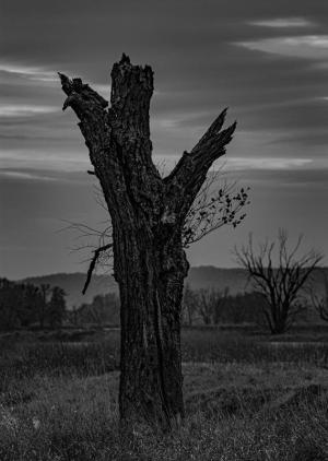 Competition entry: Reaching for the sky