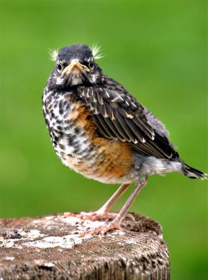 Competition entry: WHAT ARE YOU LOOKING AT?