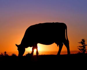 Competition entry: Day's Last Graze