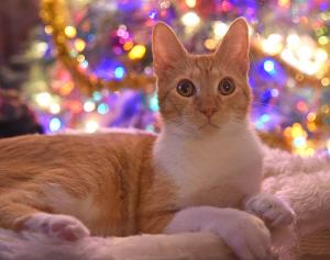 Competition entry: Simba's Christmas