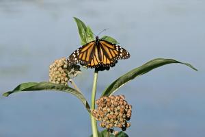 Competition entry: Monarch