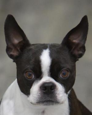 Competition entry: Are you looking at me!