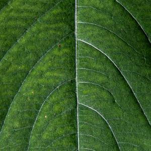 Competition entry: Leaf Lines