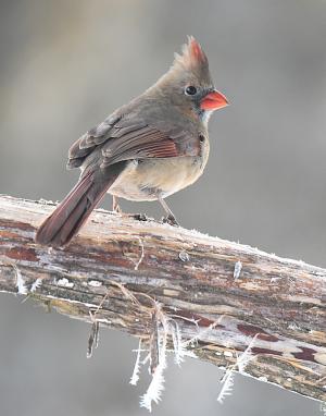 Competition entry: Sittin' Pretty