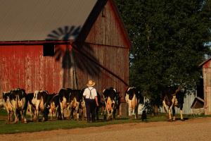 Competition entry: Milking Time