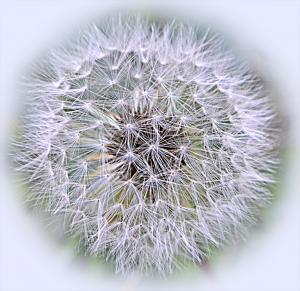 Competition entry: Dandelion