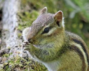 Competition entry: Shouldn't everyone say their prayers before eating!