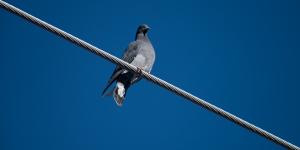 Competition entry: Diagonal Dove