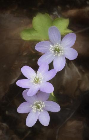 Competition entry: Hepatica