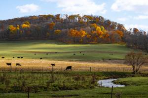 Competition entry: Cows enjoying Fall Colors