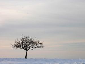 Competition entry: Lone Tree