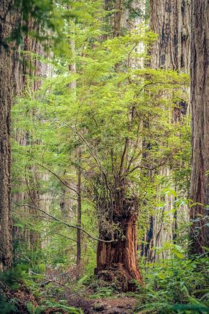 Competition entry: New Life