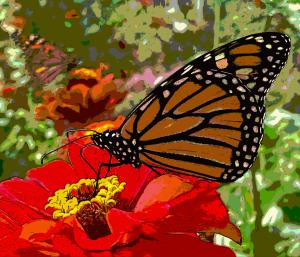 Competition entry: The monarch