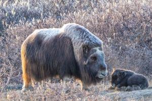 Muskox momma and baby