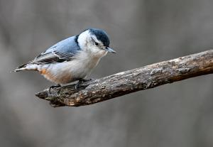 Competition entry: Happy Nuthatch