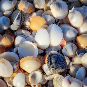 Competition entry: Seashore Shells